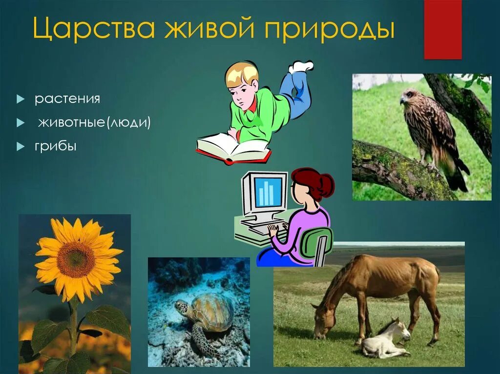 Растения животные человек. Презентация на тему место человека в природе. Живое природа человек животные. Растения и животное природа 3 класс