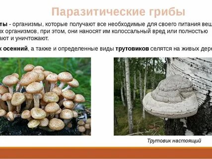 Грибы паразитические организмы