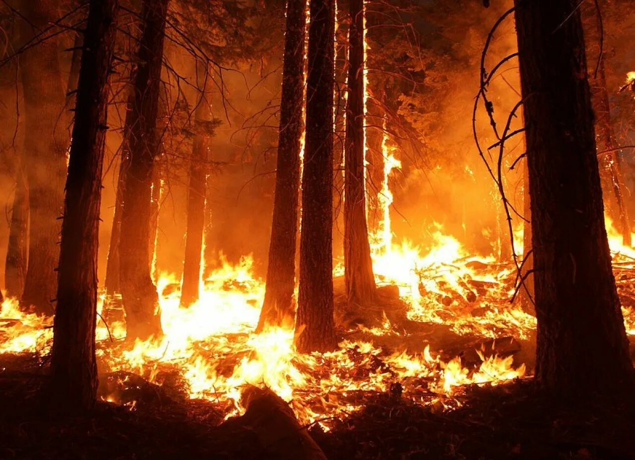 Лесные пожары. Лес в огне. Горящий лес. Пожар в лесу картинки.