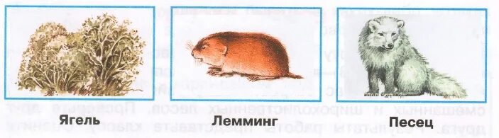 Цепь питания лемминг белая сова песец. Пищевые цепочки 5 класс биология. Пищевая цепь тундры. Пищевая сеть тундры схема. Цепь питания в тундре 4 класс.