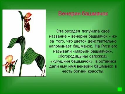 Венерин башмачок сообщение