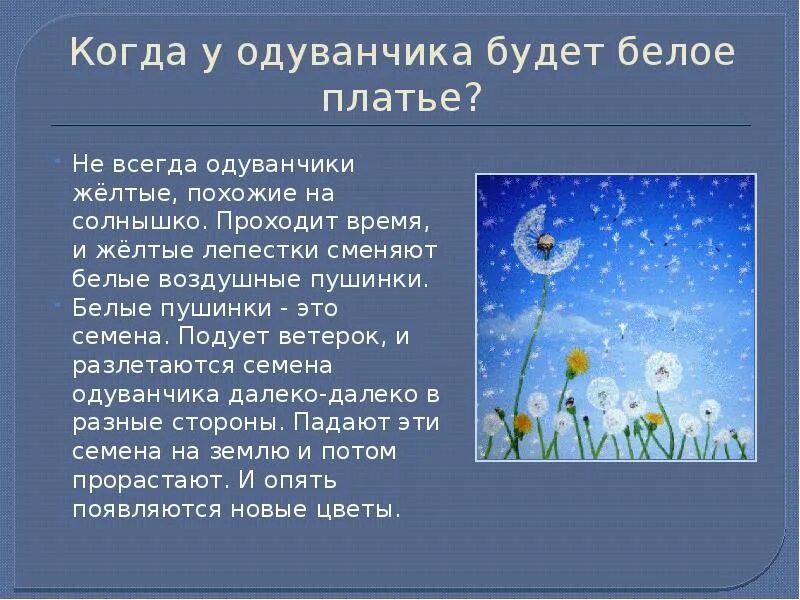 Похожие на одуванчики текст. Наблюдение над одуванчиком. Одуванчик становится белым. Стих про одуванчик для детей. Одуванчик философия.