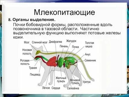 Все органы млекопитающих