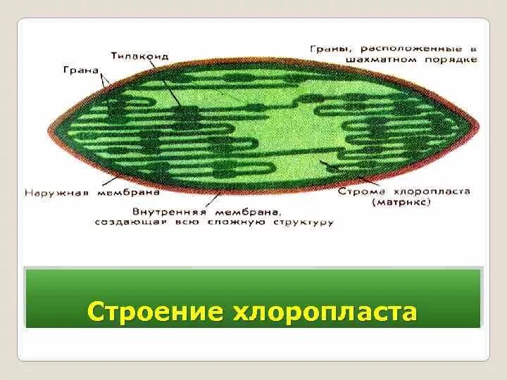 В каких клетках расположена основная масса хлоропластов. Строение хлоропласта. Строение хлоропласта рисунок. Строение клетки хлоропласты. Строение хлоропласта микроскоп.