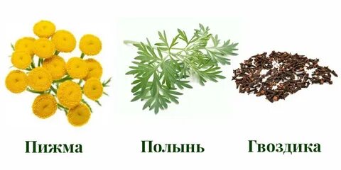 Пижма лечебные отзывы