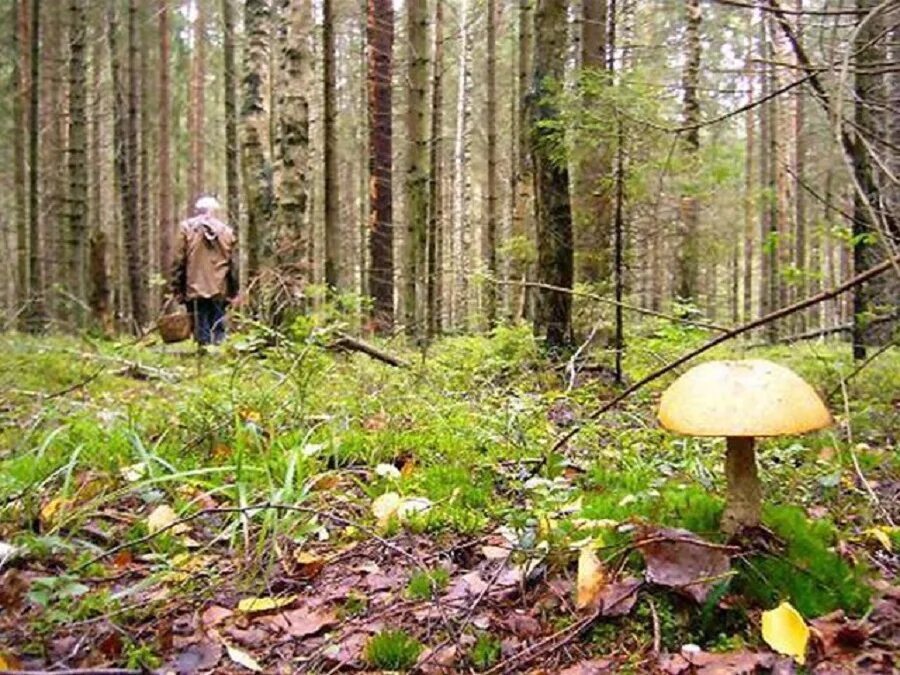 Заблудилась в лесу летом. Грибники заблудились в лесу. Грибники в лесу. Грибник ищет грибы в лесу. Потерялся в лесу.