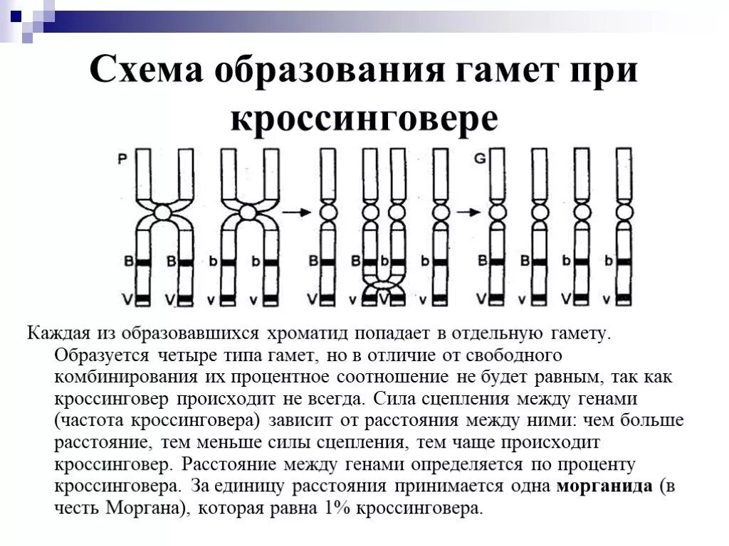 Какое значение имеет кроссинговер при образовании гамет. Схема распределения генов при кроссинговере. схема кроссинговера при сцепленном наследовании генов. кроссинговер происходит при образовании. схема кроссинговера при мейозе.