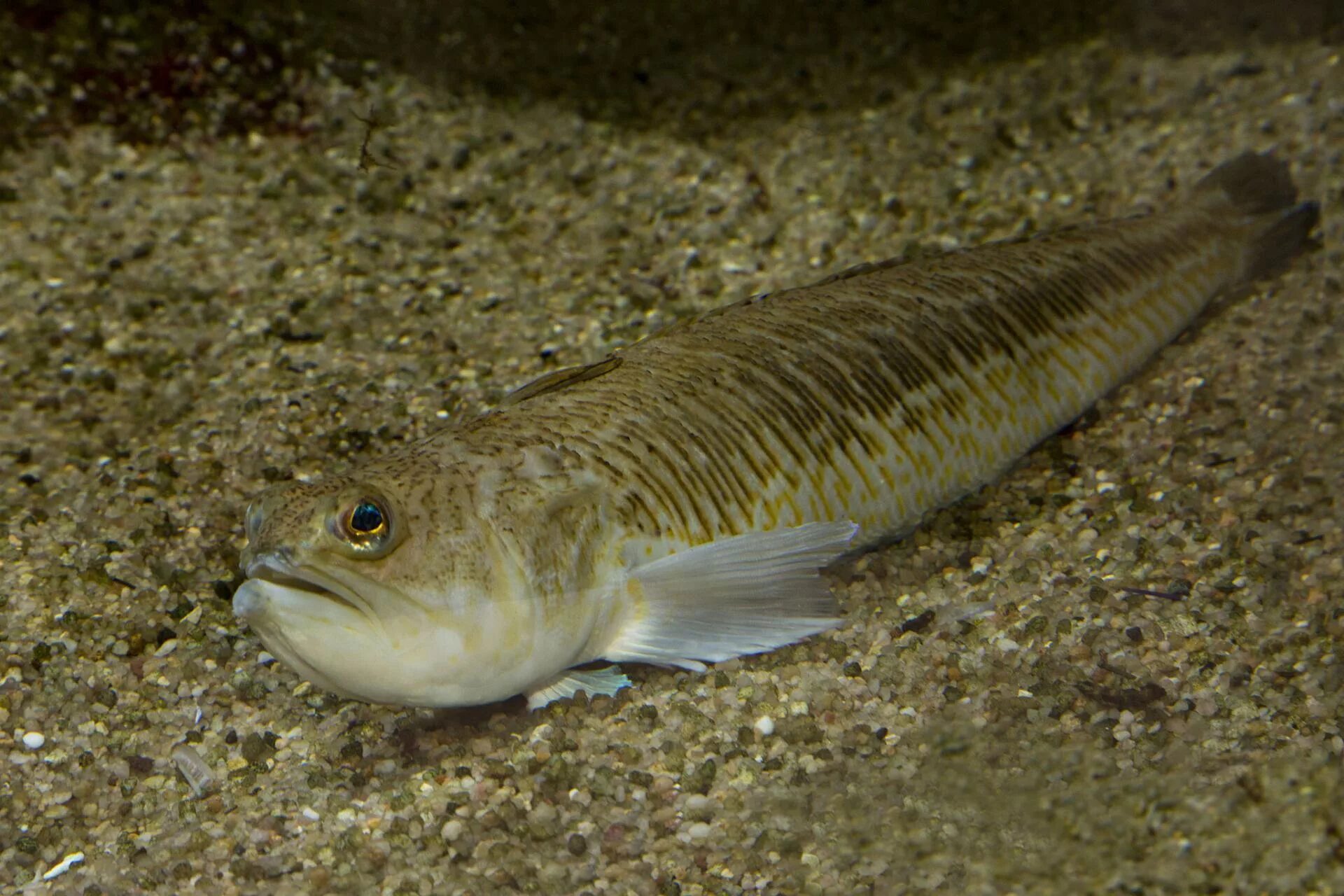 Рыба скорпена черноморская. Рыба дракон в черном море. Морской дракон рыба черного моря. Рыба скорпена черноморская. Рыба скорпена черноморская.