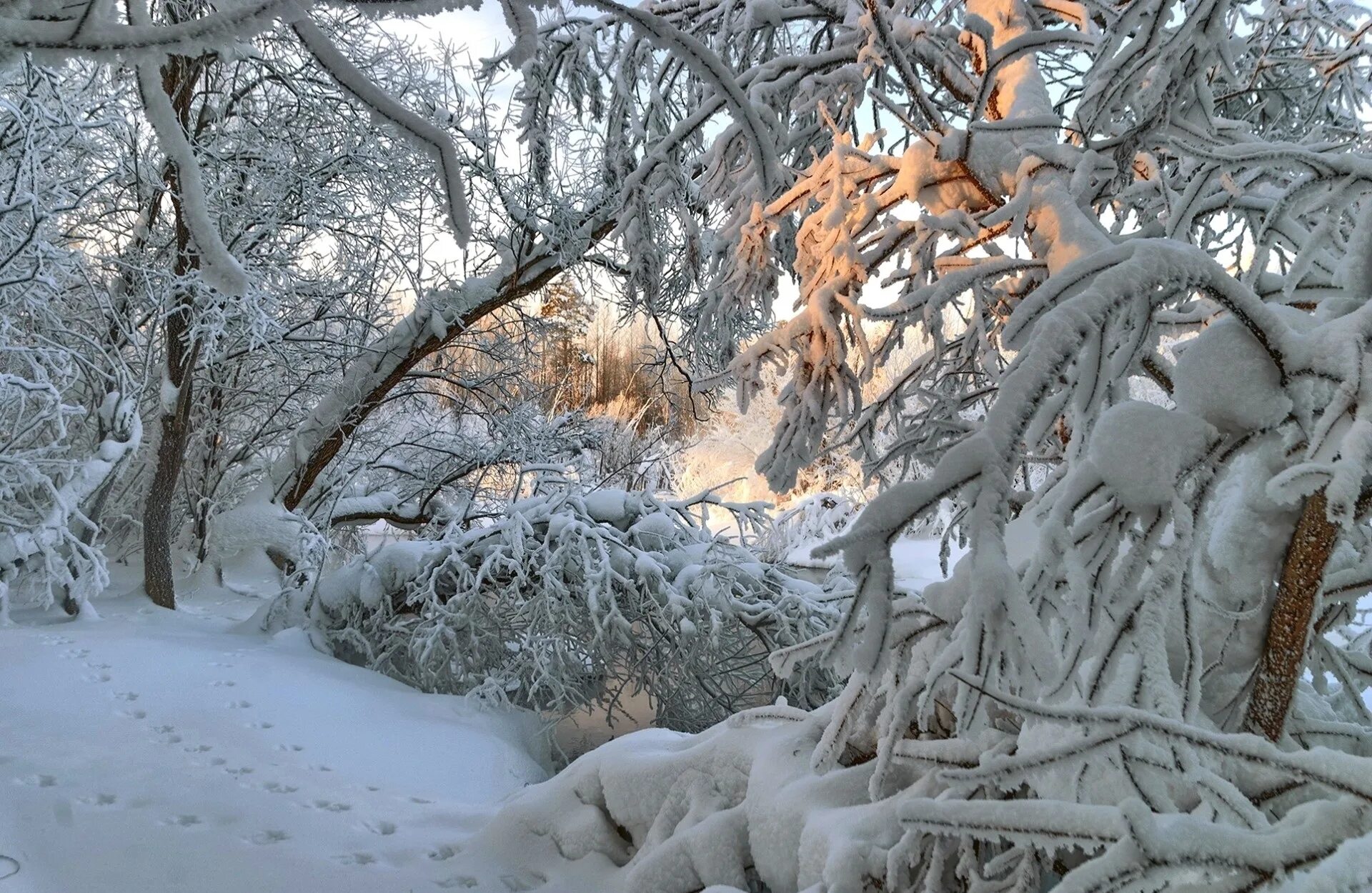 Едва сойдет снег как на деревьях. Деревья в снегу. Зимнее дерево. Деревья в зимнем лесу. Заснеженные деревья.