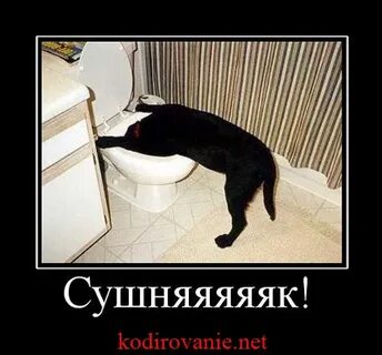 Прощай котик