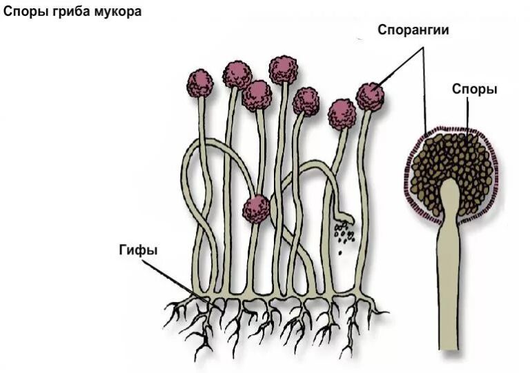 Формирования спорангиев. Спорангии гриба мукора. Что такое мицелий мукора у грибов. Строение спорангия мукора. Строение мицелия гриба мукора.