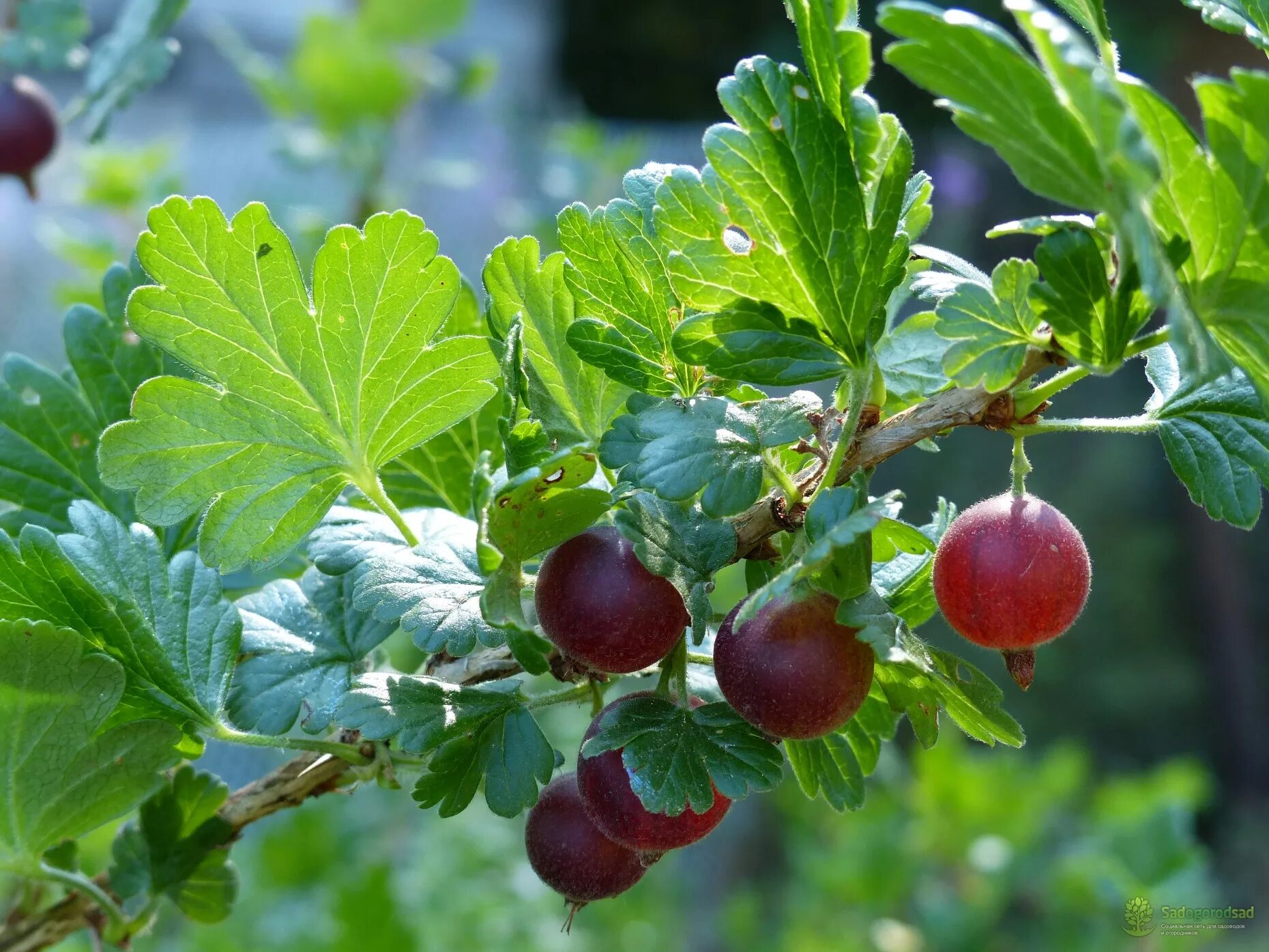 Сорт крыжовника колобок фото