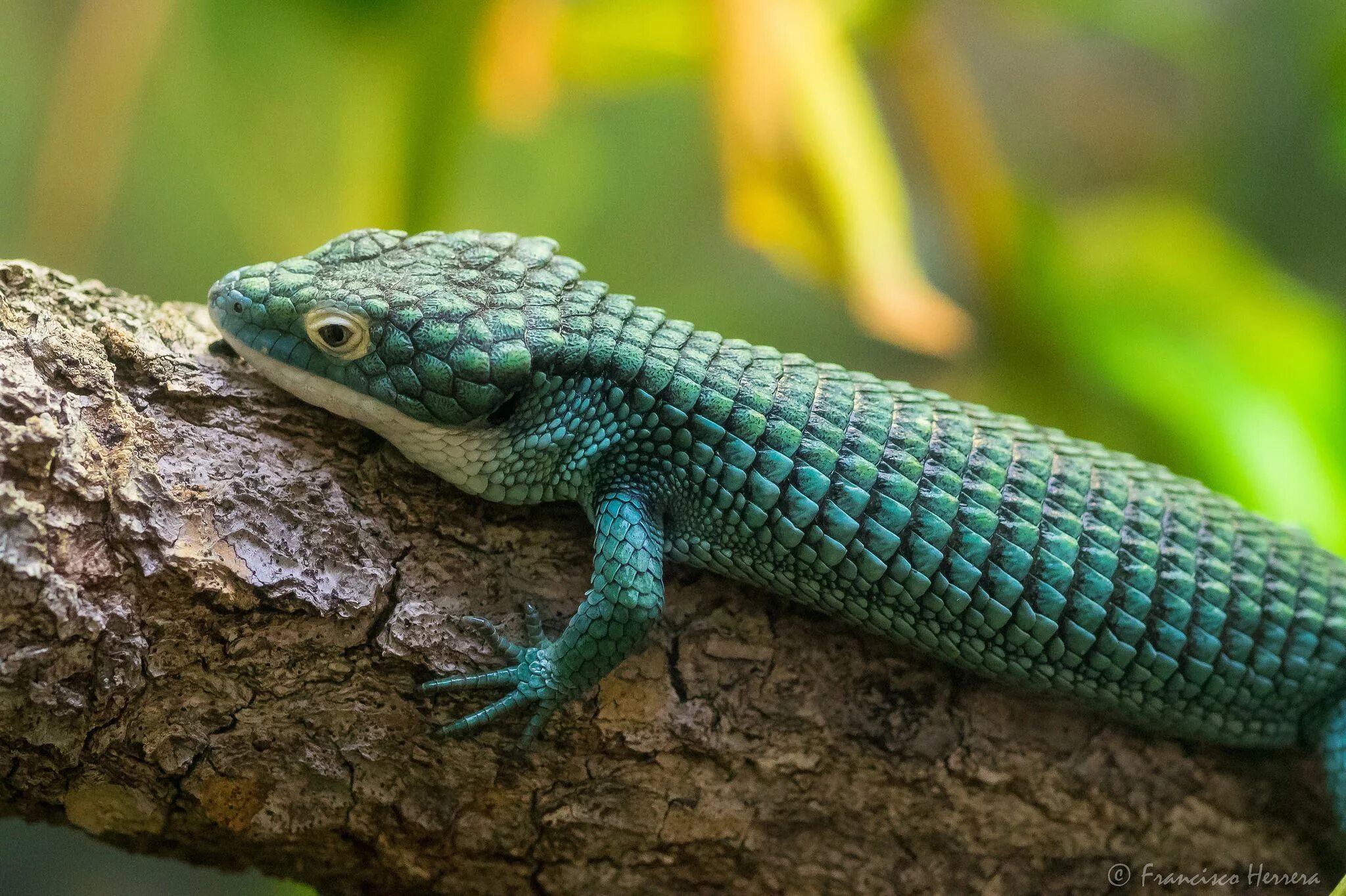 Древесная Аброния Abronia graminea. Голубая Аброния. Аброния голубая ящерица.