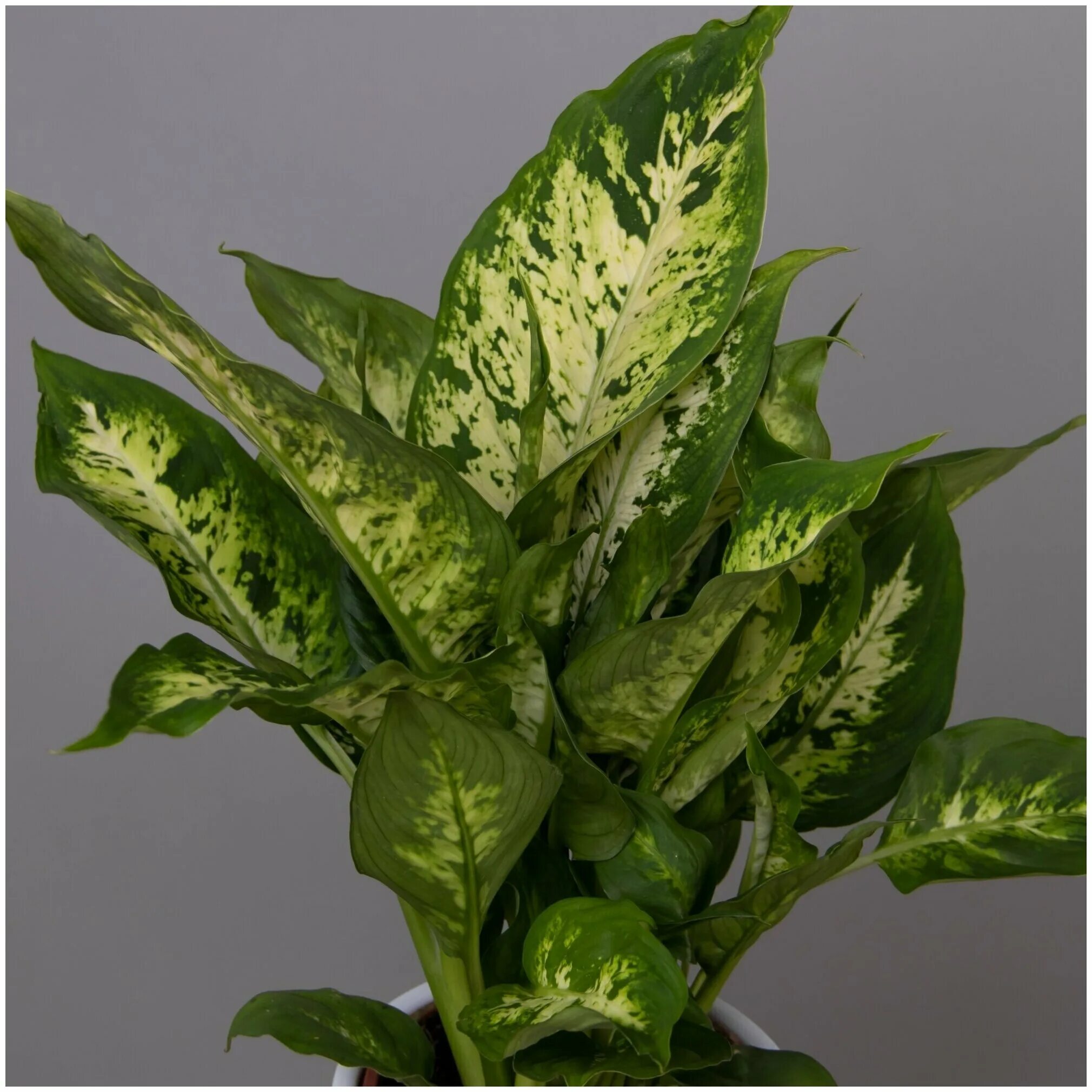 Диффенбахия аглаонема. Диффенбахия стерлинг. Диффенбахия компакта. Диффенбахия микс d12. Диффенбахия сублим.