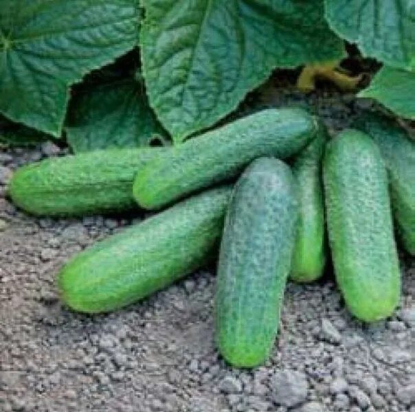 ✔ Семена Огурец Гармония РЗ F1, 5шт, AgroElita, Rijk Zwaan по цене 0 руб. ◈ Боль