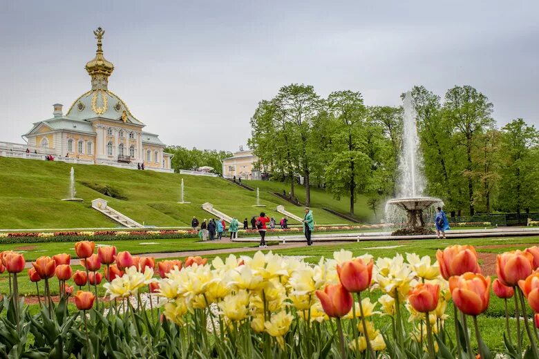 Поле в Петергофе. Петергоф тюльпаны. Тюльпаны в Петродворце. Цвет Петергоф. Spring is russia