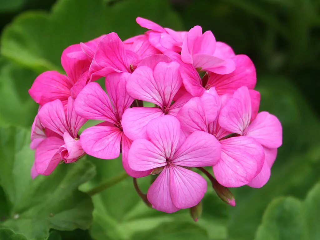 Герань простая. Davina пеларгония. Pink Geranium пеларгония. Пеларгония "Кассия".