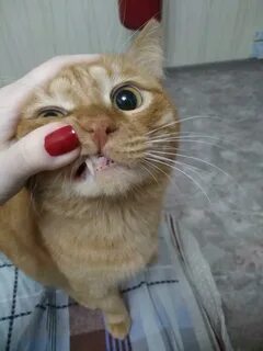 Черный рот у кота