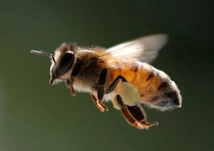 Окраска тела пчелы. Пчела. Пчела в полете. Пчела летит. Агрессивная пчела.