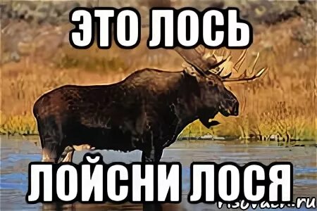 Хочу лося