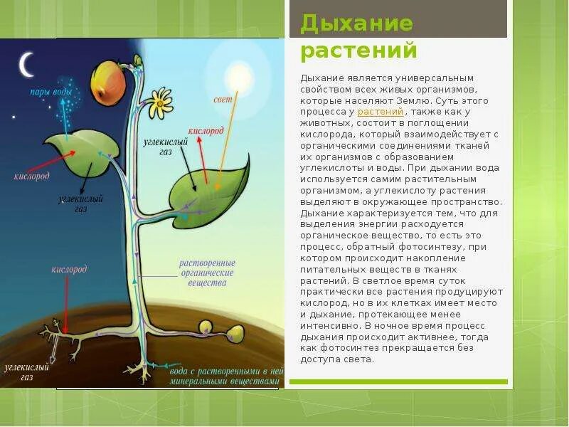 Каков процесс дыхания растений. Схему процесса дыхания и фотосинтеза у растений. фотосинтез и дыхание растений 6 класс. процессы происходящие при дыхании растений. схема процесса дыхания растения 6 класс.
