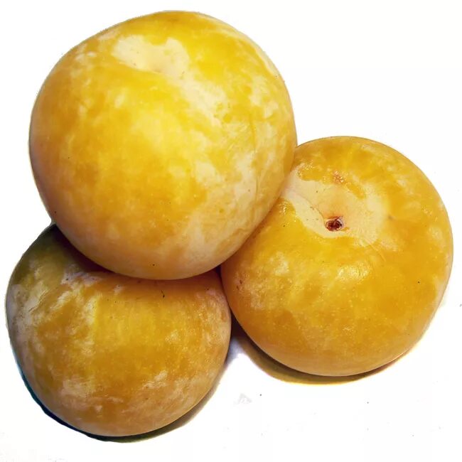 Сорт сливы евразия 21 дерево. Сорт светлячок. Слива ренклод колхозный вкус. Сорт светлячок. Слива сорт светлячок.