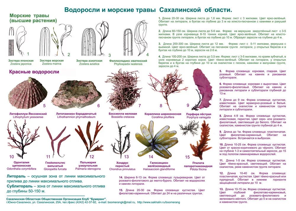 Морские растения список