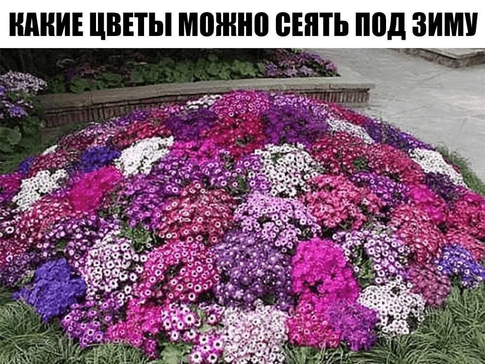 Какие цветы можно посадить осенью под зиму