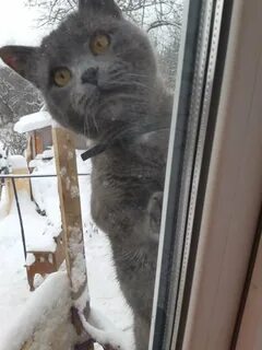 Кот просится на улицу