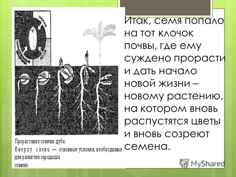 попадают семена