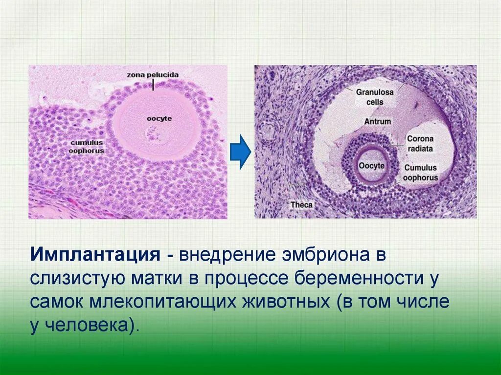 Ощущение в имплантации эмбриона форум. Имплантация млекопитающих. внедрение эмбриона в матку. имплантация это процесс в акушерстве.