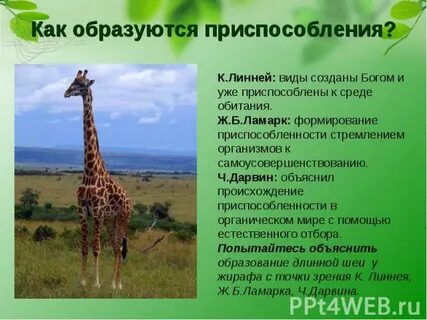 Приспособление белки к среде обитания