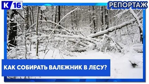 Собираем валежник в лесу
