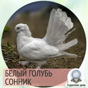 Приснились голуби дома