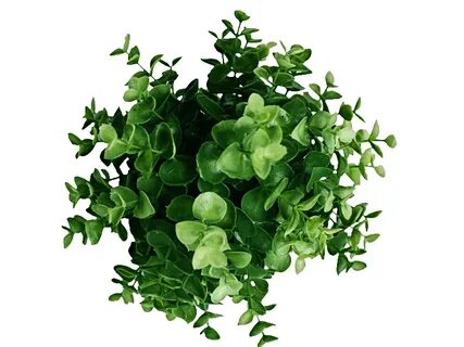 Top plant