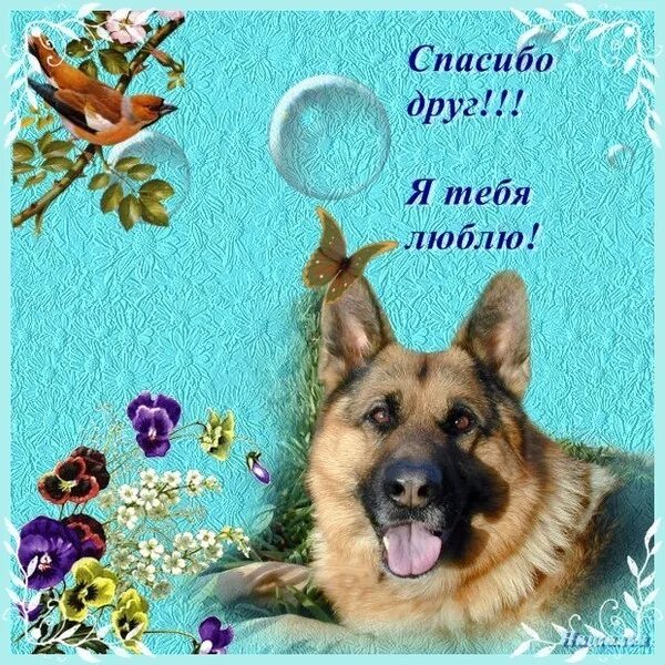 Благодаря друзьям. Спасибо друг. спасибо от собак. благодарность друзьям. собачья благодарность.