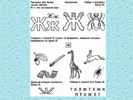 Органы на букву ж
