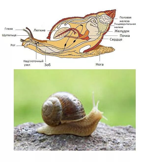Строение улитки ахатины. 2 строение улитки. Анатомия улитки ахатины. Строение улитки ахатины анатомия. Строение улитки мантия.