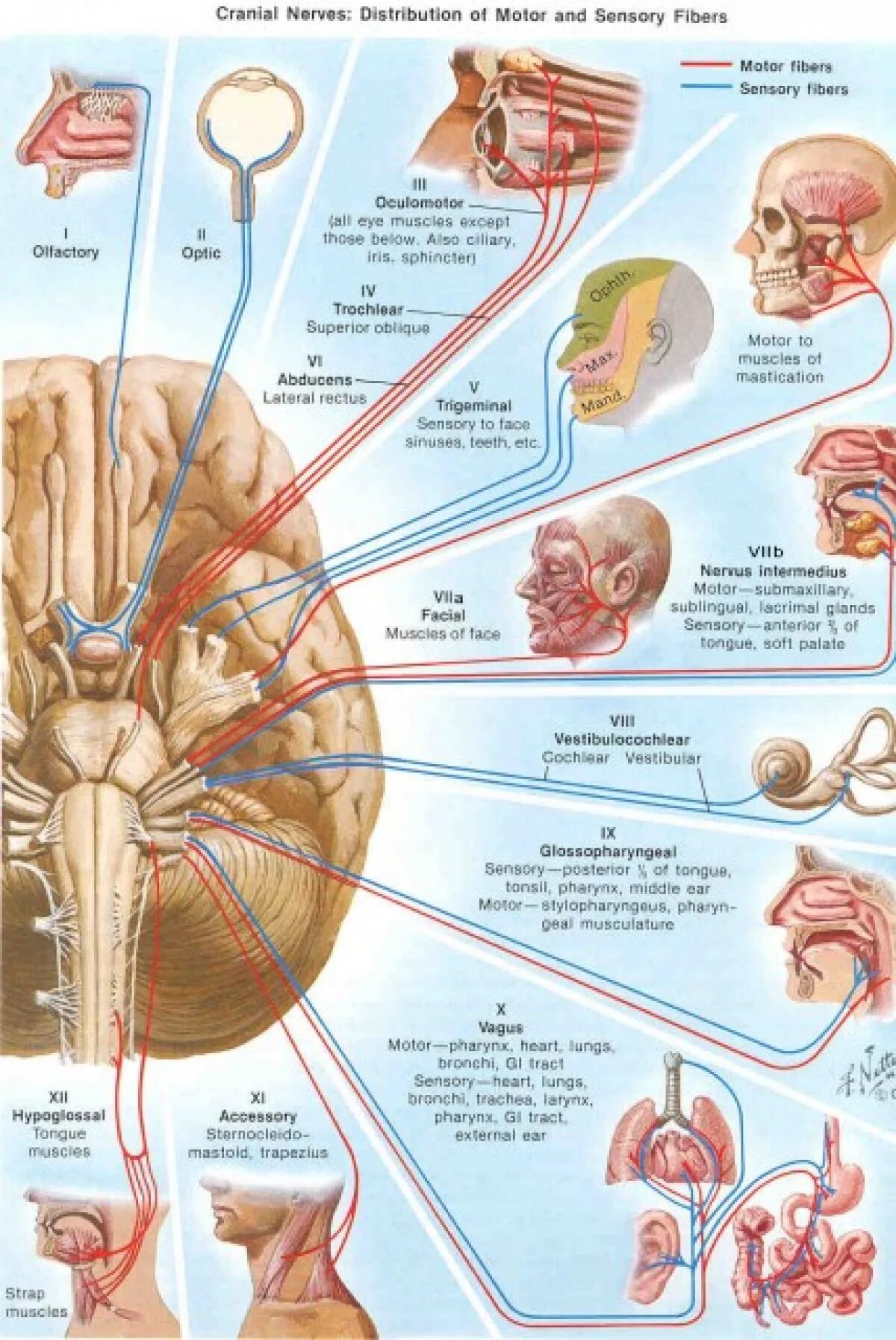12 ЧМН неврология. Черепно-мозговые нервы 12 пар рисунок. 12 Пара черепных нервов анатомия. 12 Пар черепных нервов анатомия. Иннервация черепно мозговых нервов