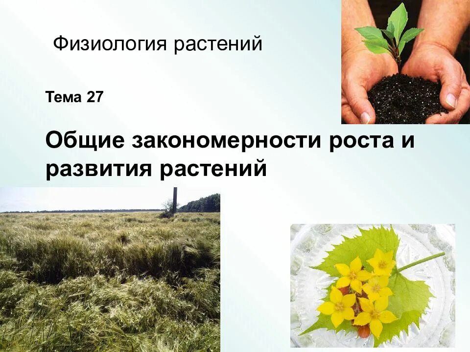 Процессы физиологии растений. Физиология растений. физиологические растения. физиологические процессы растений. физиология растений 6 класс биология.