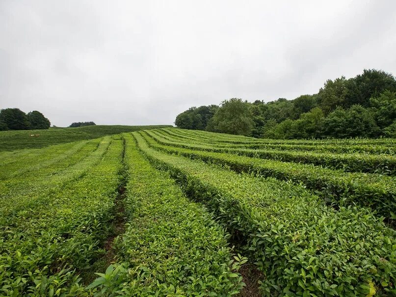 Раменское сельское хозяйство. Эстония ландшафт поля. Сельскохозяйственные земли. Земельные ресурсы это сельскохозяйственные и. Сельскохозяйственные угодья особо ценные земли.