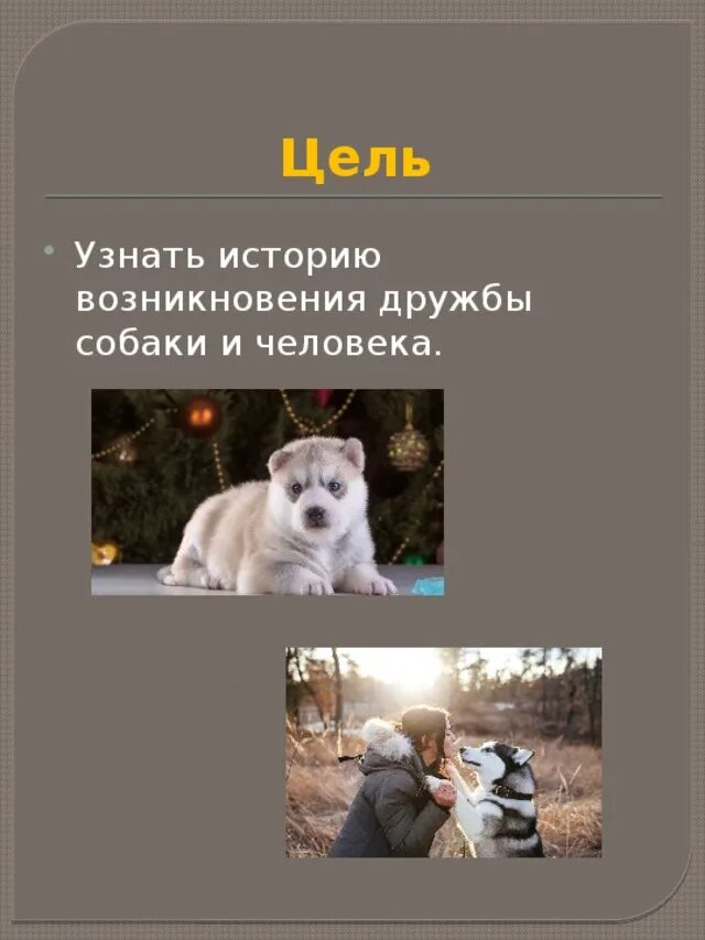 Лучший друг человека собака проект Презентация творческого проекта "собака друг человека"