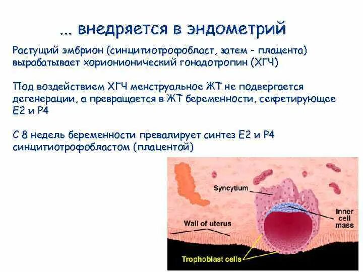 Эндометрий при переносе эмбриона