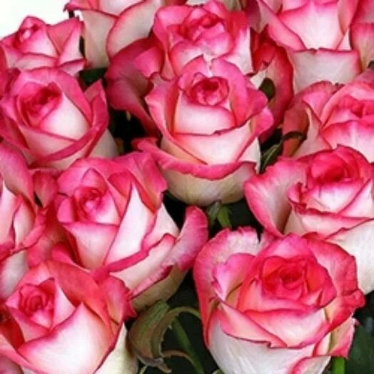 Роза FlorPro, цвет темно-розовый, 51 шт купить по выгодной цене в интернет-магаз