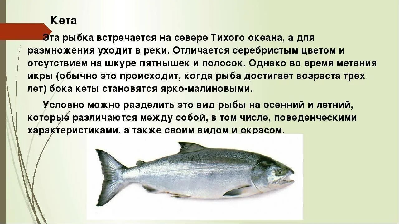 Рыба кета фото и описание. Кета рыба описание. Рыба кета краткое описание. Доклад о рыбе горбуша. Какая рыба вредна