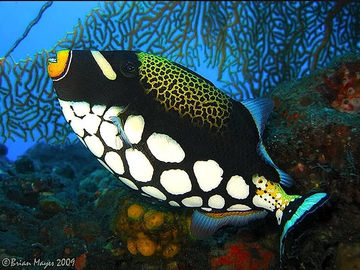 Ракушка. Прелесть морских. Прелесть морских. Хромодорис рыба. Красивые морские раковины.