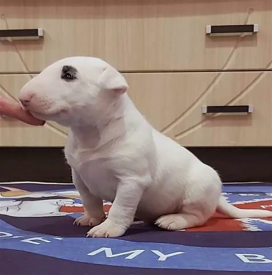 I want! Way too cute!!!! Puppies are always cute but you don't need to get a pup