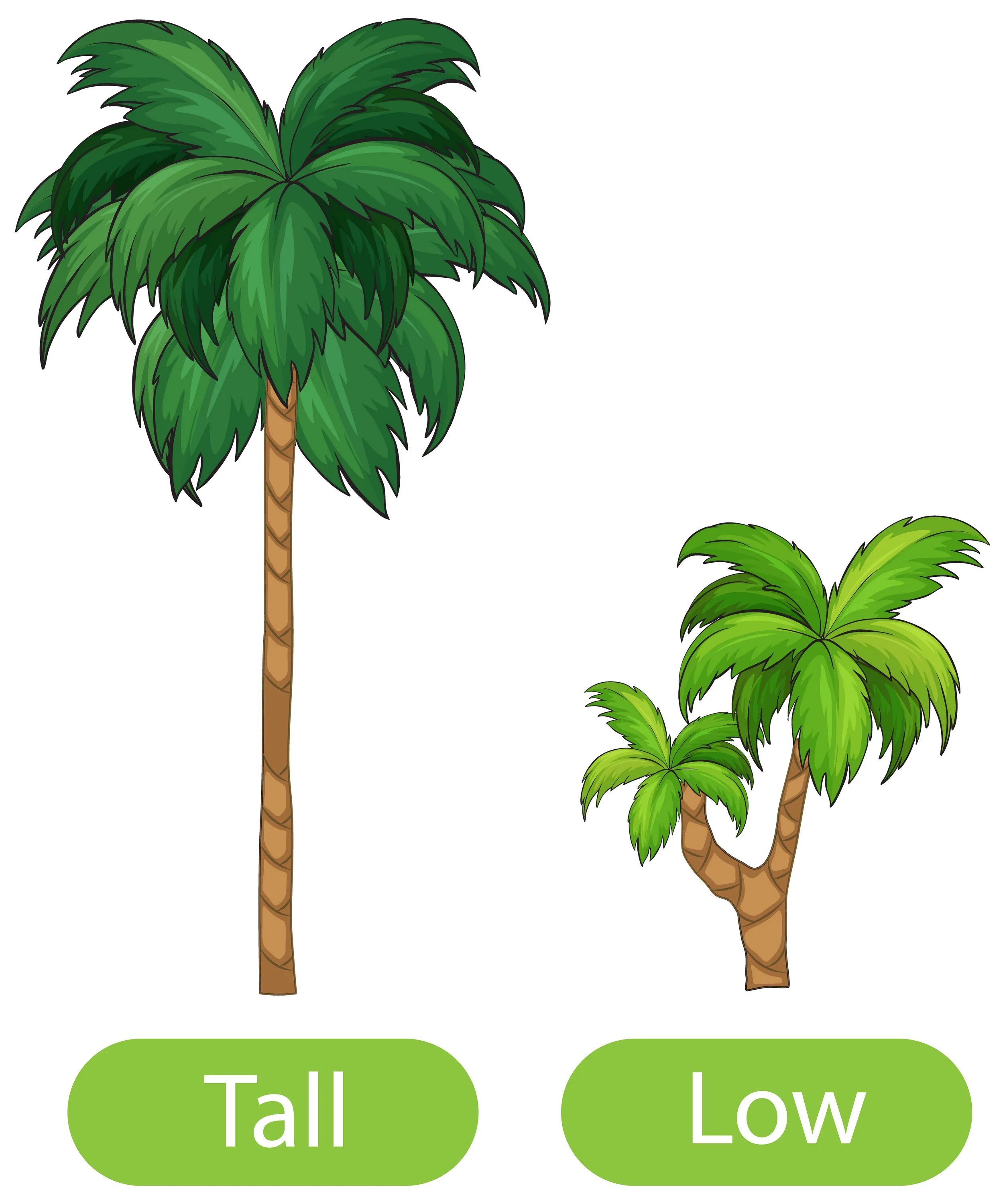 Tall low. Low Tall. Tall opposite. High Low opposites. Tall and short Tree.