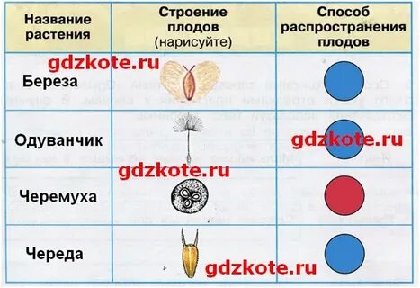 Строение плодов и способы их распространения