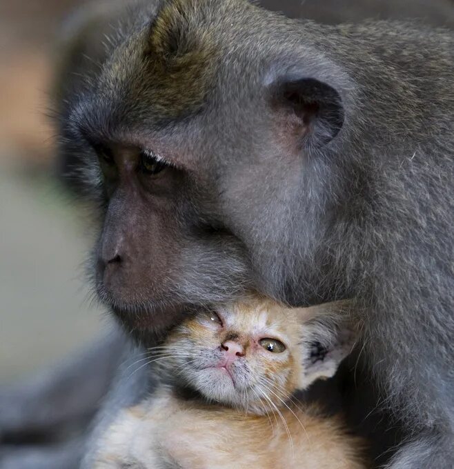 обезьяна и котенок. обезьянка и кот. необычная дружба животных. обезьяна и кот. обезьянка обнимает котенка.